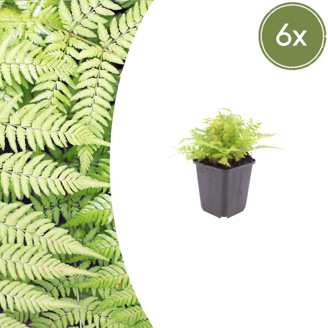 6x Dryopteris filix-mas - ↕10-25cm - Ø9cm – HaGa-Welt