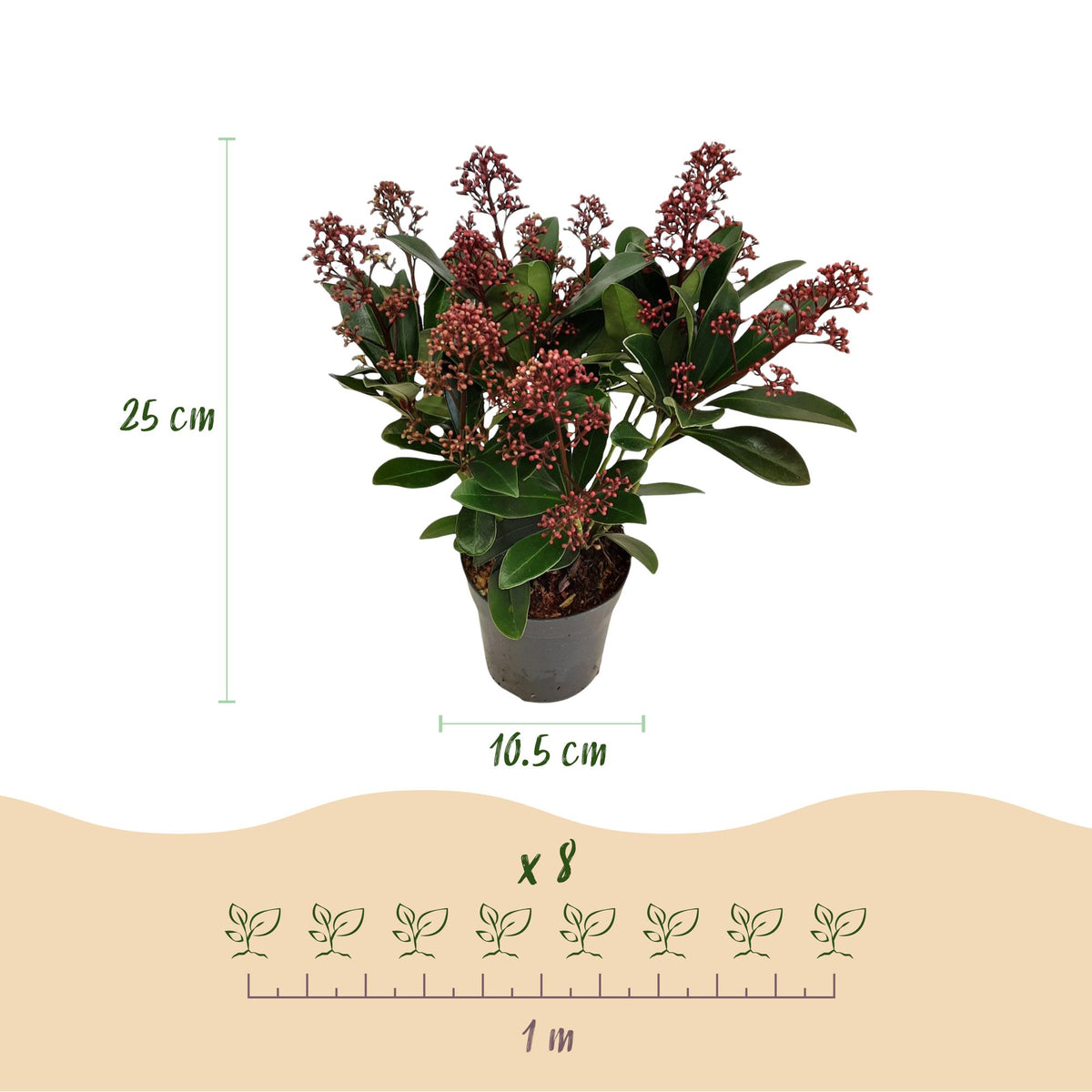 2x Skimmia japonica 'Rubella' – Skimmie – Rote Knospen, später weiße Blüten – Topf Ø 10,5 cm – Höhe 25 cm inkl. Topf – HaGa-Welt