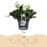 2x Helleborus niger 'Christmas Carol' – Christrose – Weiß – Topf Ø 17 cm – Höhe 35 cm inkl. Topf – HaGa-Welt
