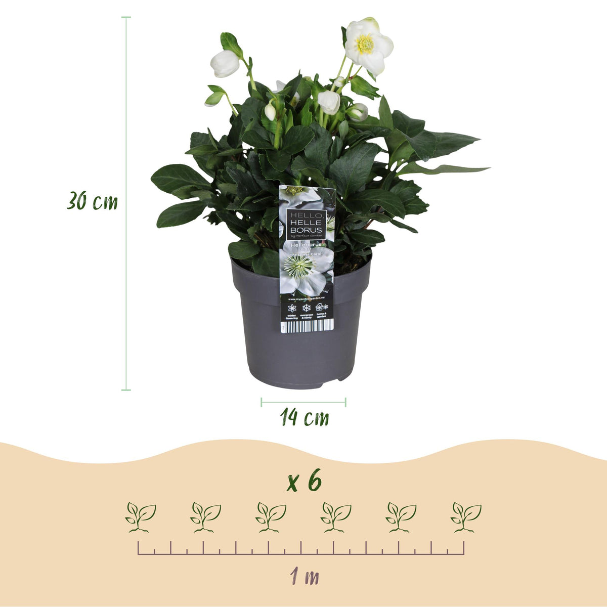 2x Helleborus niger 'Christmas Carol' – Christrose – Weiß – Topf Ø 14 cm – Höhe 30 cm inkl. Topf – HaGa-Welt