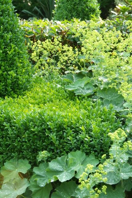 24x Buxus Sempervirens - ↕10-25cm - Ø9cm – HaGa-Welt
