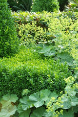 24x Buxus Sempervirens - ↕10-25cm - Ø9cm – HaGa-Welt