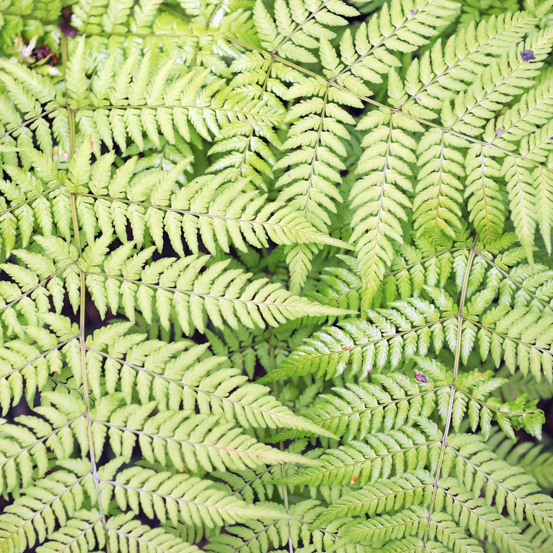 6x Dryopteris filix-mas - ↕10-25cm - Ø9cm – HaGa-Welt
