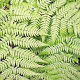 6x Dryopteris filix-mas - ↕10-25cm - Ø9cm – HaGa-Welt