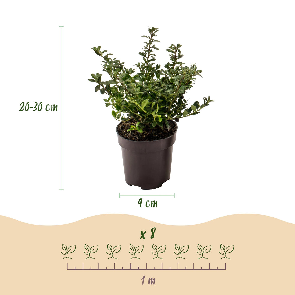 16x Ilex crenata Stokes - Japanische Stechpalme - Heckenpflanzen - Immergrün - Grün - Topf 9cm - Höhe 20-30cm – HaGa-Welt