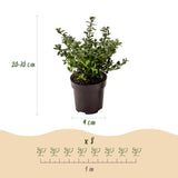 16x Ilex crenata Stokes - Japanische Stechpalme - Heckenpflanzen - Immergrün - Grün - Topf 9cm - Höhe 20-30cm – HaGa-Welt