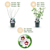 Garden Plant - Hibiscus syriacus Hamabo - Garden Hibiscus - Hardy - White - Pink - 3 Plants - Pot 17cm - Height 45cm