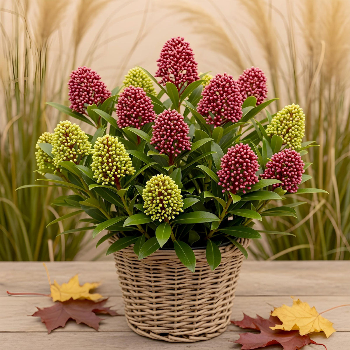 1x Skimmia japonica Festival – Rubella & Finchy – Skimmia du Japon – Boutons rouges et crème, puis fleurs blanches – pot Ø 15 cm – hauteur 30 cm pot inclus