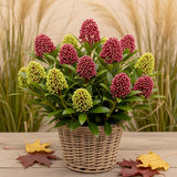 1x Skimmia japonica Festival – Rubella & Finchy – Skimmia du Japon – Boutons rouges et crème, puis fleurs blanches – pot Ø 15 cm – hauteur 30 cm pot inclus