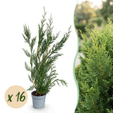 16x Cupressocyparis leylandii 2011 - Leylandii - Heckenpflanzen - Immergrün - Grün - Topf 9cm - Höhe 30-40cm – HaGa-Welt