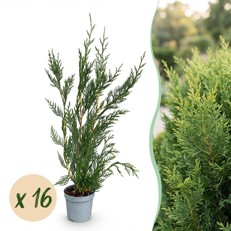 16x Cupressocyparis leylandii 2011 - Leylandii - Heckenpflanzen - Immergrün - Grün - Topf 9cm - Höhe 30-40cm – HaGa-Welt