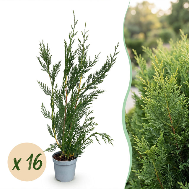 16x Cupressocyparis leylandii 2011 - Leylandii - Heckenpflanzen - Immergrün - Grün - Topf 9cm - Höhe 30-40cm – HaGa-Welt
