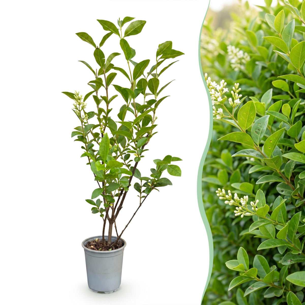 16x Ligustrum ovalifolium - Gewöhnlicher Liguster - Heckenpflanzen - Immergrün - Grün - Topf 9cm - Höhe 35-45cm – HaGa-Welt