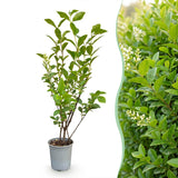 16x Ligustrum ovalifolium - Gewöhnlicher Liguster - Heckenpflanzen - Immergrün - Grün - Topf 9cm - Höhe 35-45cm – HaGa-Welt