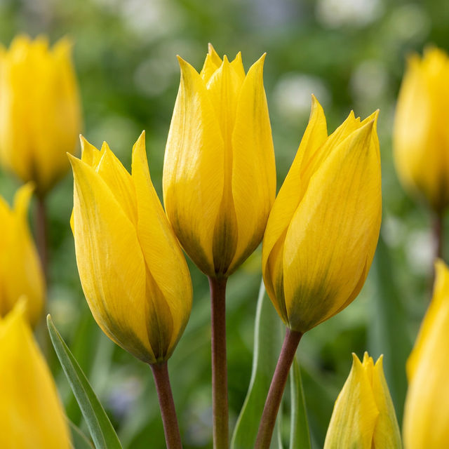 Tulpenzwiebeln – verschiedene Sorten zum Einpflanzen – HaGa-Welt
