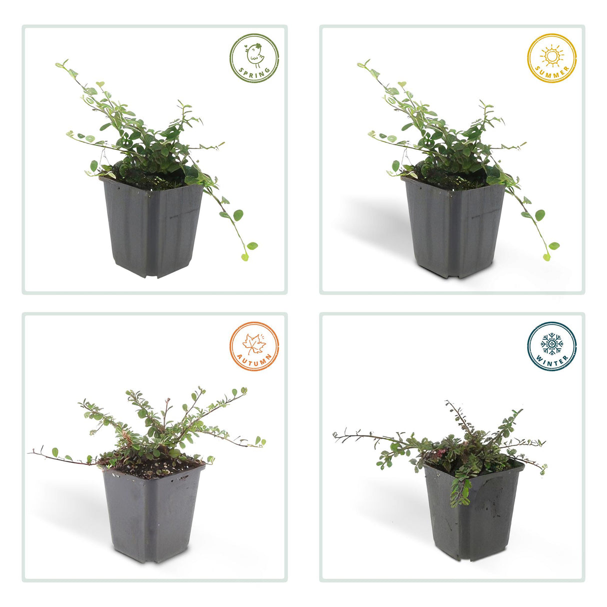 24x Cotoneaster pr. 'Queen of Carpets' - ↕10-25cm - Ø9cm – HaGa-Welt