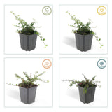 24x Cotoneaster pr. 'Queen of Carpets' - ↕10-25cm - Ø9cm – HaGa-Welt