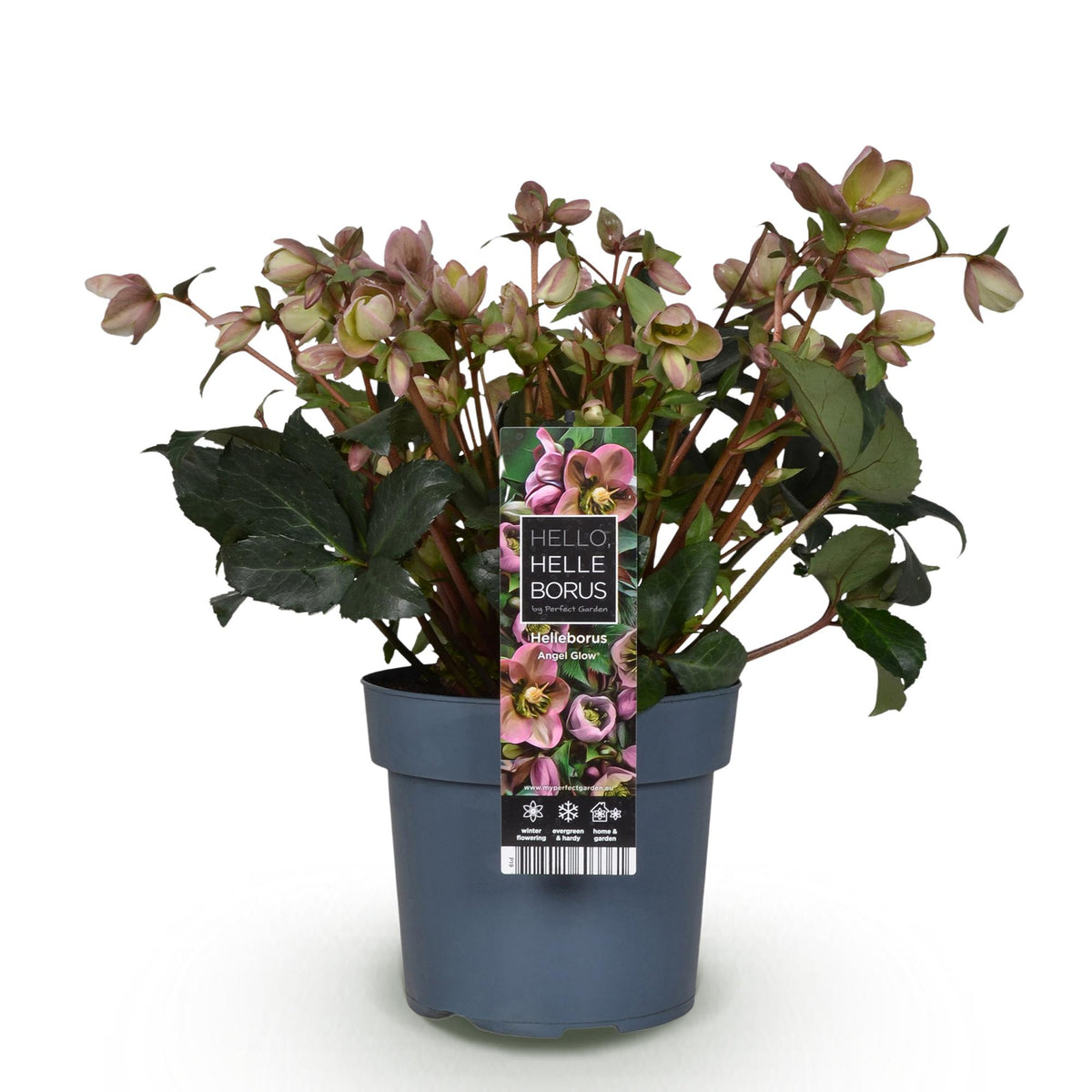 1x Helleborus 'Angels Glow' – Hellébore – Rose tendre à blanc-vert – pot Ø 19 cm – hauteur 50 cm pot inclus