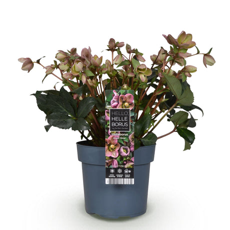 1x Helleborus 'Angels Glow' – Hellébore – Rose tendre à blanc-vert – pot Ø 19 cm – hauteur 50 cm pot inclus