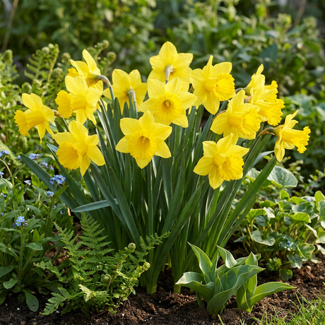 15x Narcissus Carlton - Carlton-Narzisse - Gelb - Frühlingsblüher - Zwiebelgröße 12/14 – HaGa-Welt