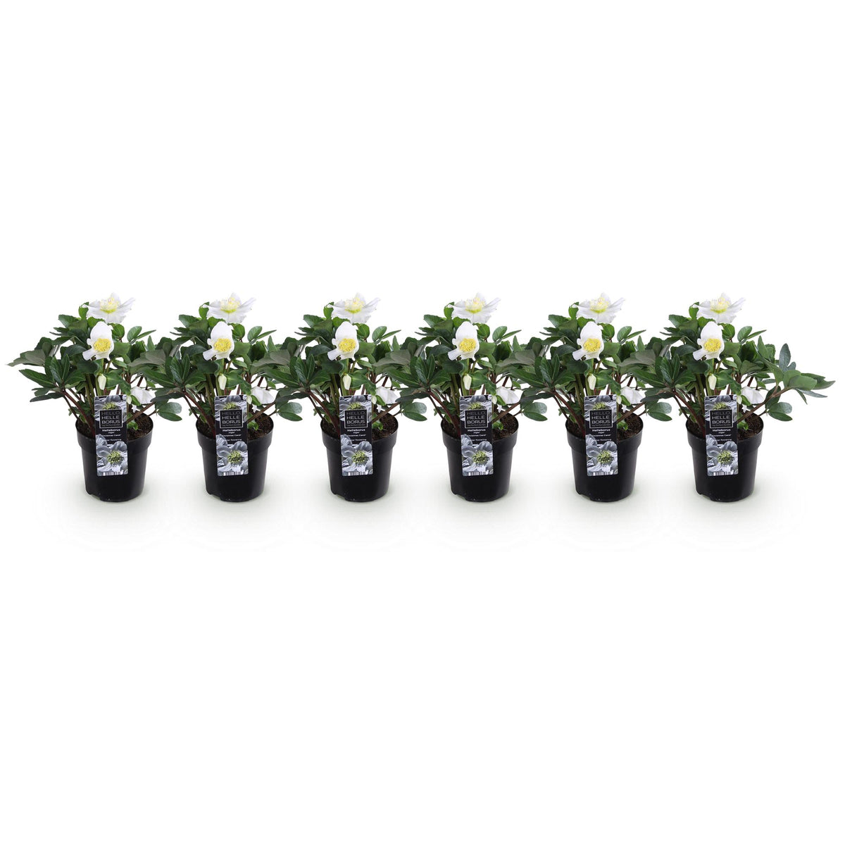 6x Helleborus niger 'Christmas Carol' – Christrose – Weiß – Topf Ø 10,5 cm – Höhe 25 cm inkl. Topf – HaGa-Welt