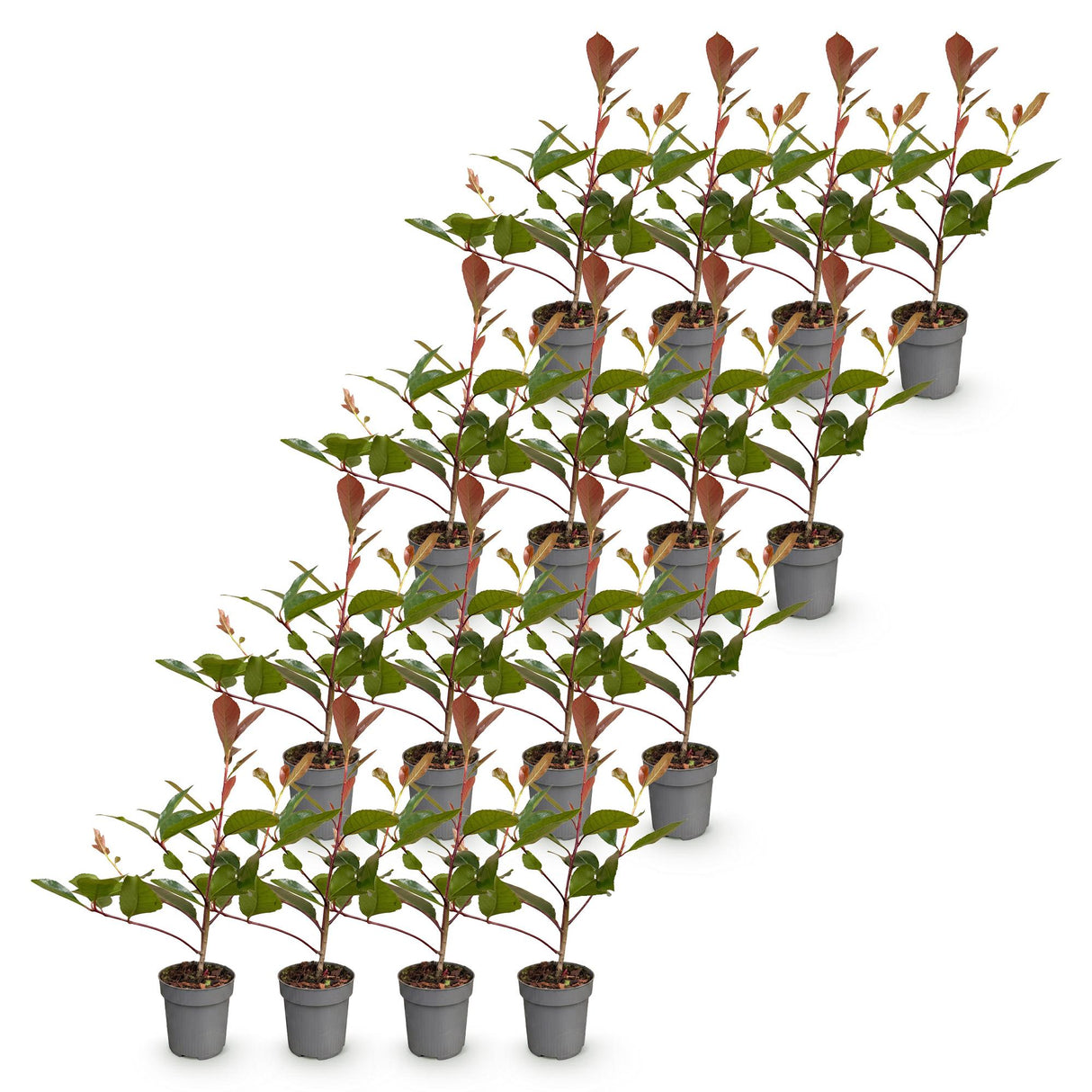 16x Photinia fraseri Red Robin - Glanzmispel - Heckenpflanzen - Immergrün - Rot - Topf 9cm - Höhe 25-35cm – HaGa-Welt