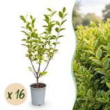 16x Ligustrum ovalifolium Aureum - Buntblättriger Liguster - Heckenpflanzen - Immergrün - Bunt - Topf 9cm - Höhe 35-45cm – HaGa-Welt