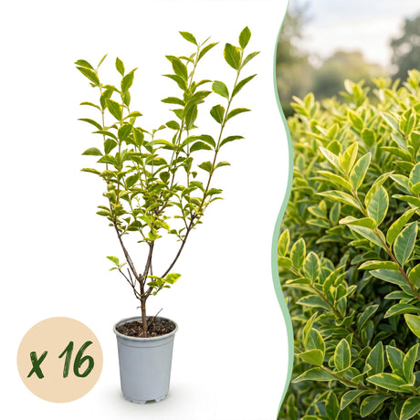 16x Ligustrum ovalifolium Aureum - Buntblättriger Liguster - Heckenpflanzen - Immergrün - Bunt - Topf 9cm - Höhe 35-45cm – HaGa-Welt