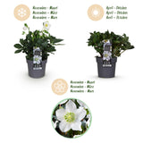 2x Helleborus niger 'Christmas Carol' – Christrose – Weiß – Topf Ø 14 cm – Höhe 30 cm inkl. Topf – HaGa-Welt