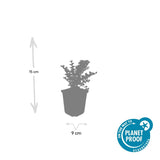 24x Cotoneaster horizontalis - ↕10-25cm - Ø9cm – HaGa-Welt