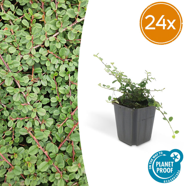 24x Cotoneaster pr. 'Queen of Carpets' - ↕10-25cm - Ø9cm – HaGa-Welt