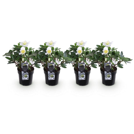 4x Helleborus niger 'Christmas Carol' – Christrose – Weiß – Topf Ø 10,5 cm – Höhe 25 cm inkl. Topf – HaGa-Welt