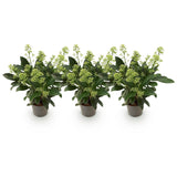 3x Skimmia japonica 'Finchy' – Skimmie – Hellgrüne bis cremefarbene Knospen, weiße Blüten – Topf Ø 10,5 cm – Höhe 25 cm inkl. Topf – HaGa-Welt