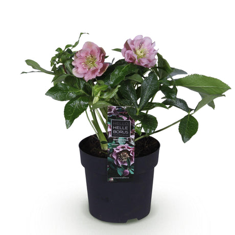1x Helleborus orientalis 'Double Ellen Pink' – Rose de carême – Rose – pot Ø 14 cm – hauteur 35 cm pot inclus