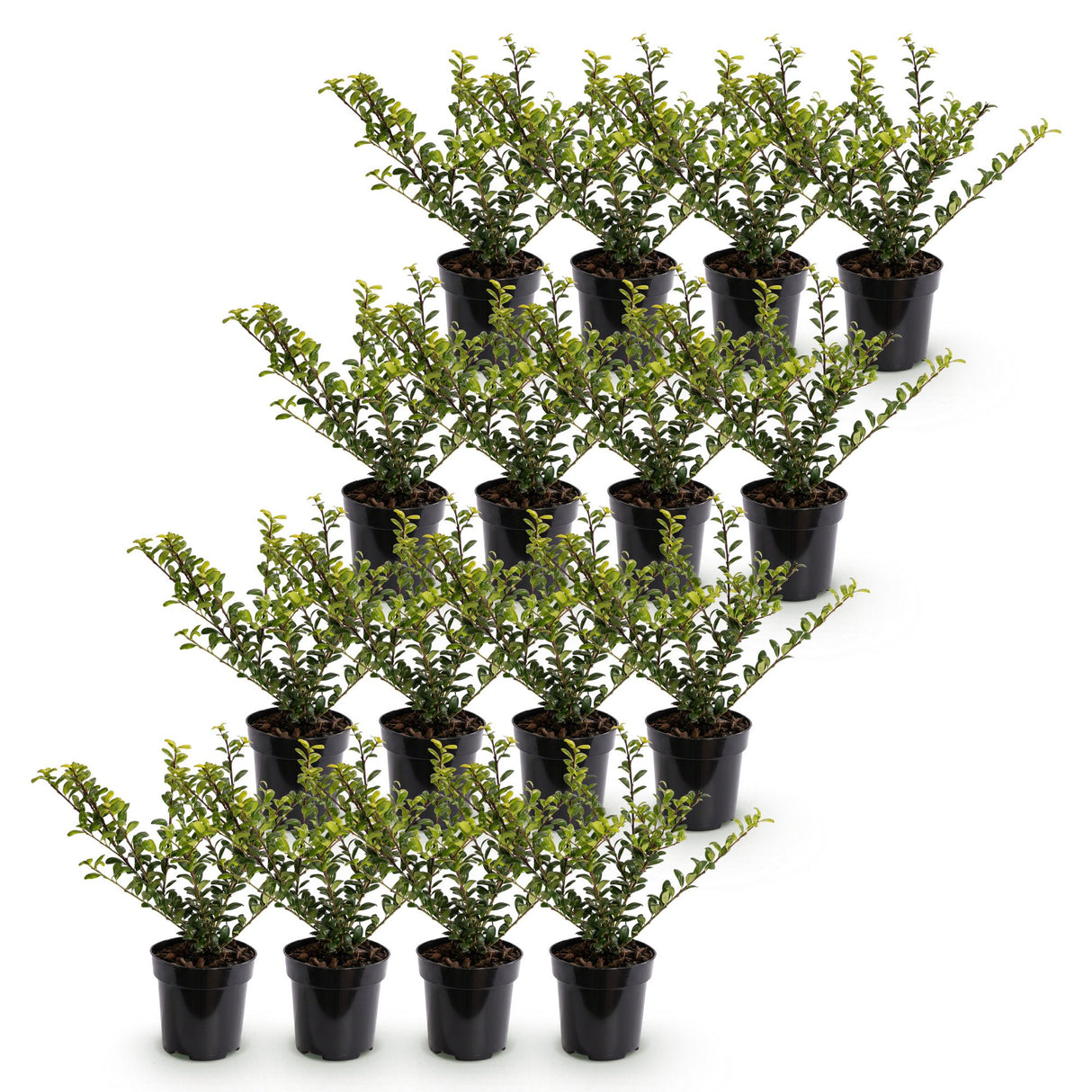 16x Ilex crenata Covenxa - Japanische Stechpalme - Heckenpflanzen - Immergrün - Grün - Topf 9cm - Höhe 20-30cm – HaGa-Welt
