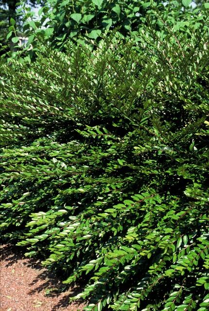 24x Lonicera pileata 'Purple Pearl' - ↕10-25cm - Ø9cm – HaGa-Welt