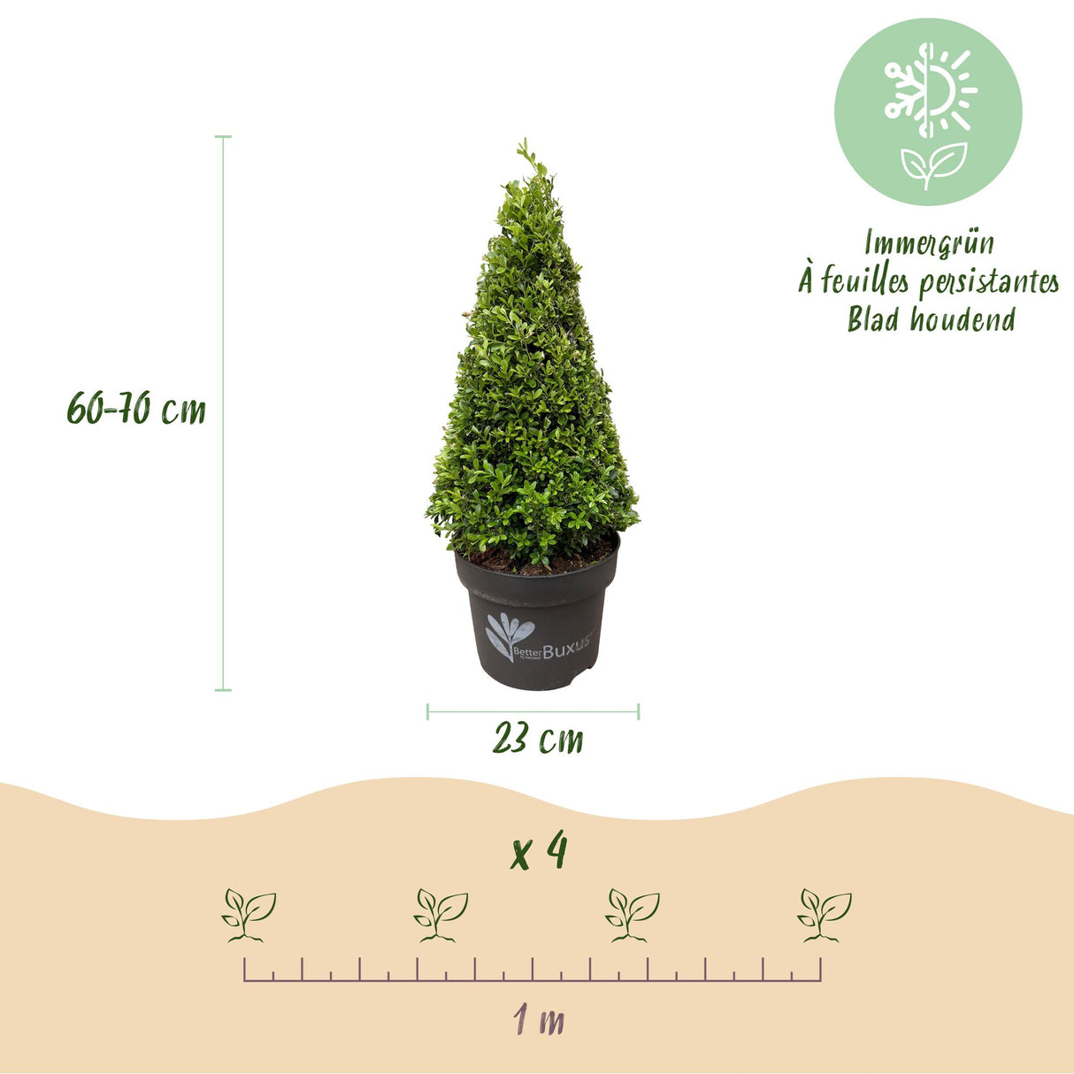 Buchsbaum Pyramide - BetterBuxus Skylight - Widerstandsfähig gegen die Buxuskrankheit - 1 Pflanz - Topf 23cm Höhe 60-70cm