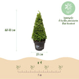 Buchsbaum Pyramide - BetterBuxus Skylight - Widerstandsfähig gegen die Buxuskrankheit - 1 Pflanz - Topf 23cm Höhe 60-70cm