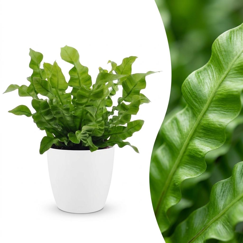 Asplenium Crispy Wave - Krauser Wellenfarn - 1 Pflanze - mit Weißem Topf - Topf 12cm - Höhe - 30cm