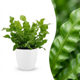 Asplenium Crispy Wave - Krauser Wellenfarn - 1 Pflanze - mit Weißem Topf - Topf 12cm - Höhe - 30cm