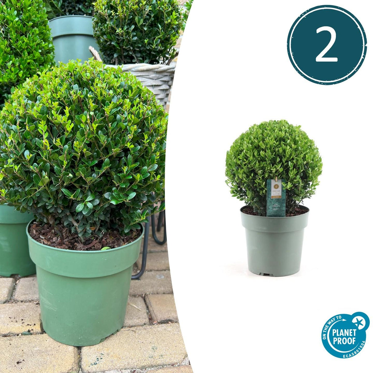 2x Ilex crenata 'Jenny' Kugel XL | Set mit 2 Stück | 19 cm Ø – HaGa-Welt