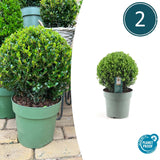2x Ilex crenata 'Jenny' Kugel XL | Set mit 2 Stück | 19 cm Ø – HaGa-Welt