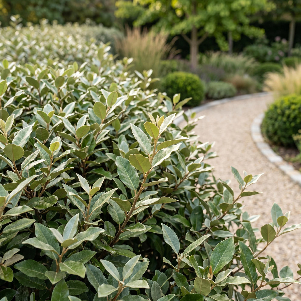 16x Eleagnus ebbingei Compacta - Ölweide - Heckenpflanzen - Immergrün - Grau - Topf 9cm - Höhe 25-35cm – HaGa-Welt