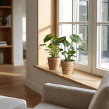 Monstera Deliciosa - Fensterblatt - 1 Plant - Pot 12cm - Hoogte - 30cm – HaGa-Welt