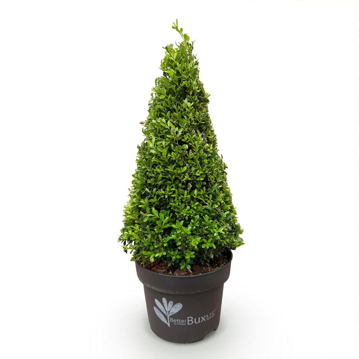 Buchsbaum Pyramide - BetterBuxus Skylight - Widerstandsfähig gegen die Buxuskrankheit - 1 Pflanz - Topf 23cm Höhe 60-70cm