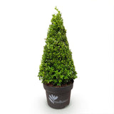 Buchsbaum Pyramide - BetterBuxus Skylight - Widerstandsfähig gegen die Buxuskrankheit - 1 Pflanz - Topf 23cm Höhe 60-70cm