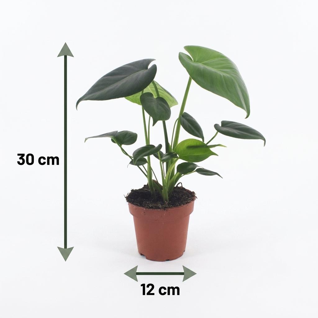 Monstera Deliciosa - Fensterblatt - 1 Plant - Pot 12cm - Hoogte - 30cm – HaGa-Welt