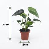 Monstera Deliciosa - Fensterblatt - 1 Plant - Pot 12cm - Hoogte - 30cm – HaGa-Welt