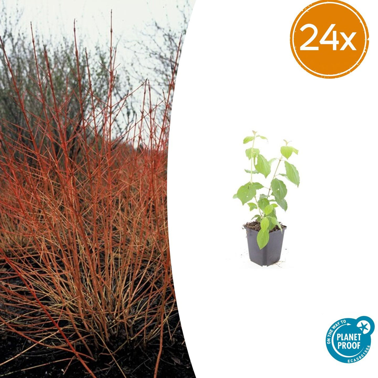 24x Cornus sang. 'Midwinter Fire' - ↕10-25cm - Ø9cm – HaGa-Welt