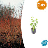 24x Cornus sang. 'Midwinter Fire' - ↕10-25cm - Ø9cm – HaGa-Welt